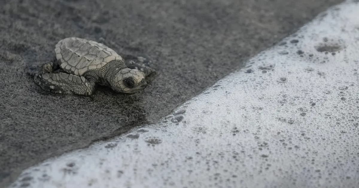 Estudio revela deterioro del Pacífico panameño por sobrepesca y contaminación