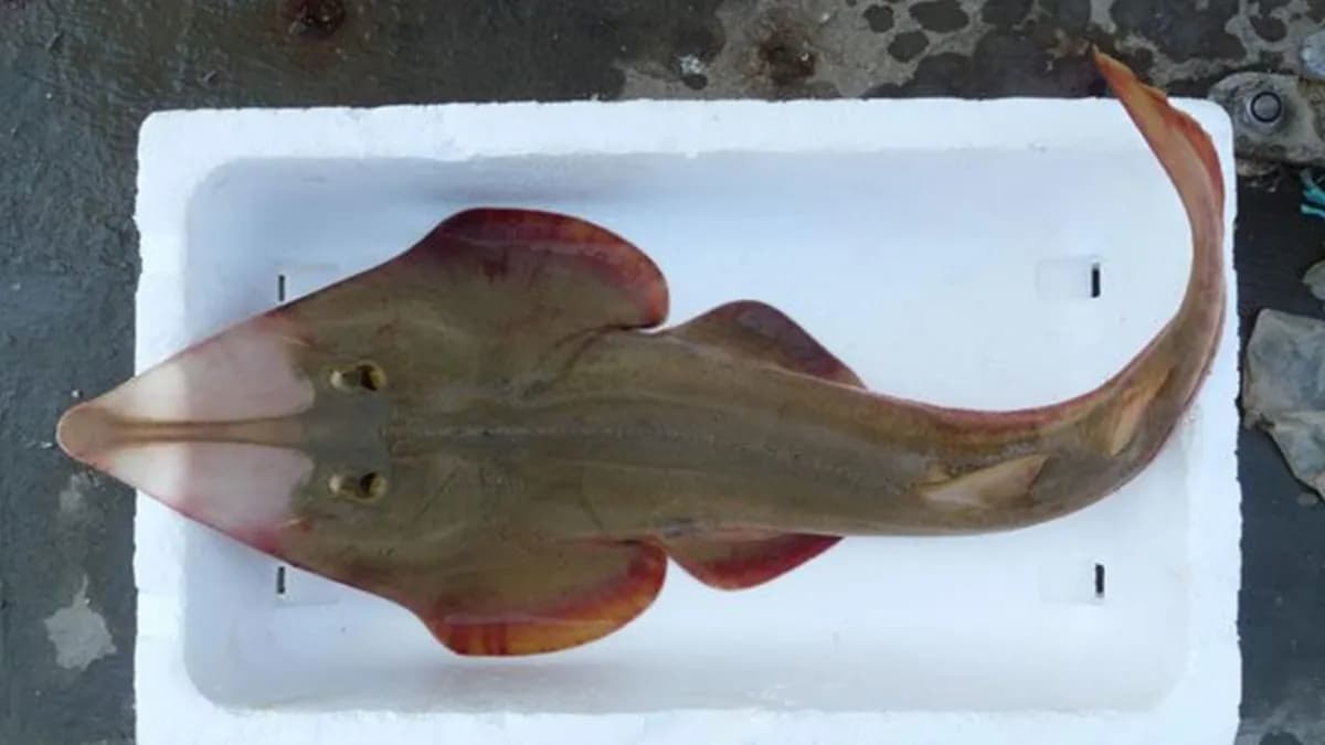 Concientización sobre el pez guitarra en el torneo de pesca de la Corvina Negra