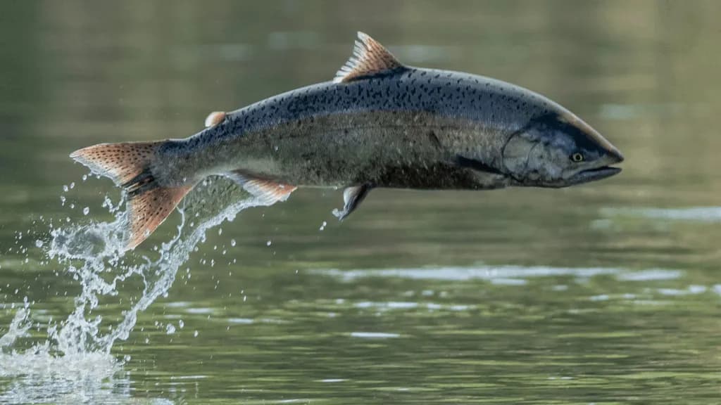 Ecologistas piden más medidas para salvar al salmón atlántico en Asturias