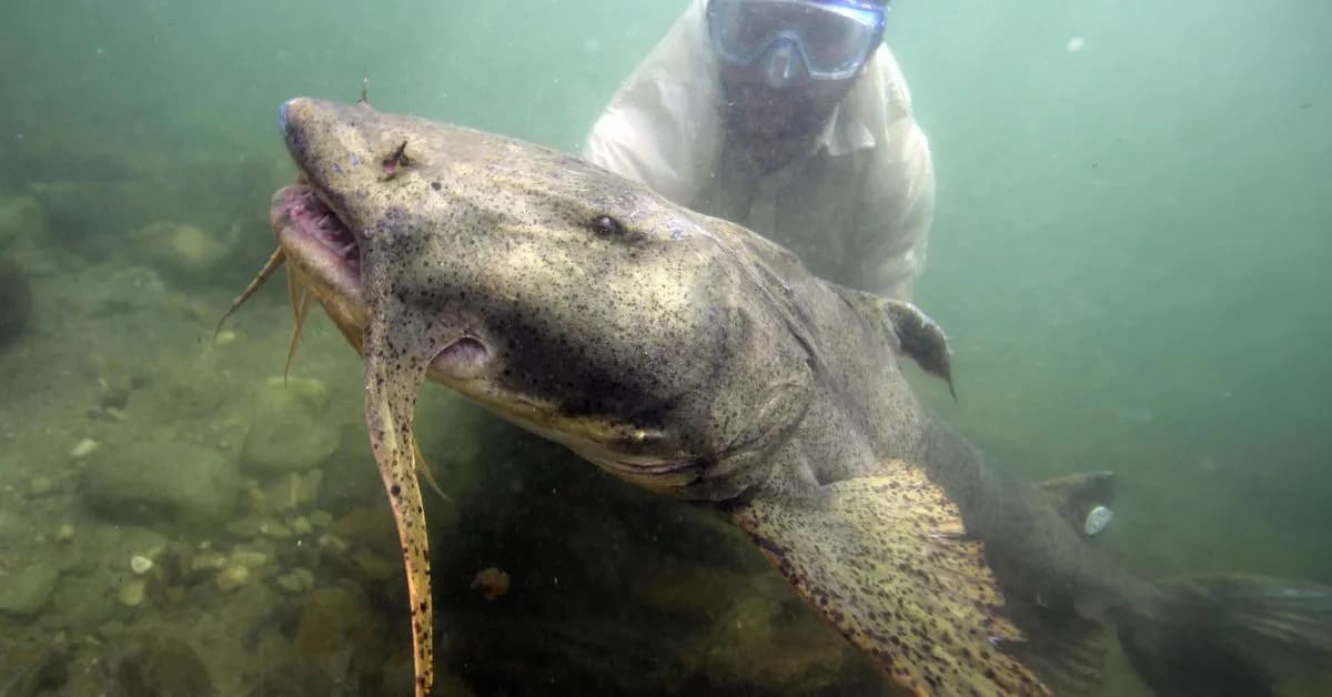 Poblaciones de peces migratorios disminuyen un 81% en 50 años, advierte la ONU