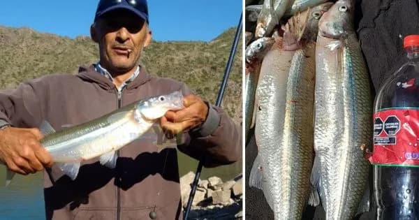Reglamento de la temporada de pesca 2026/2027 en Mendoza