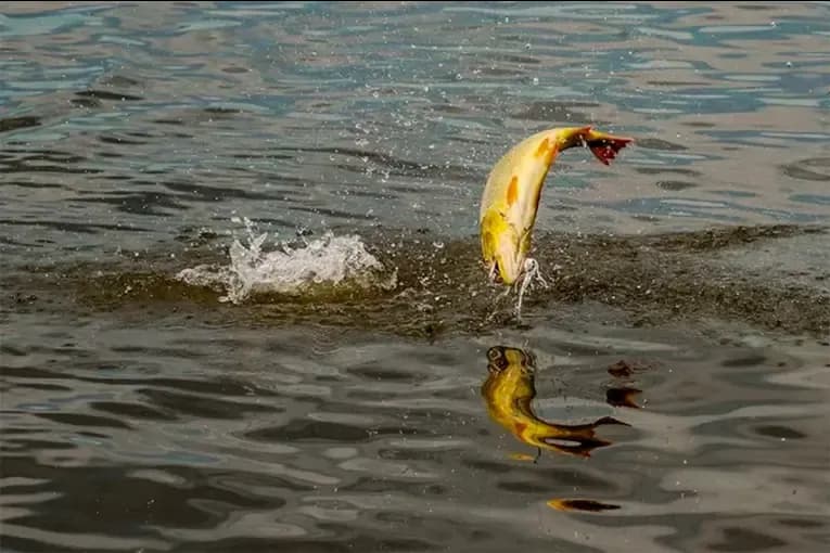 Se levanta la veda extraordinaria de pesca en el río Paraná