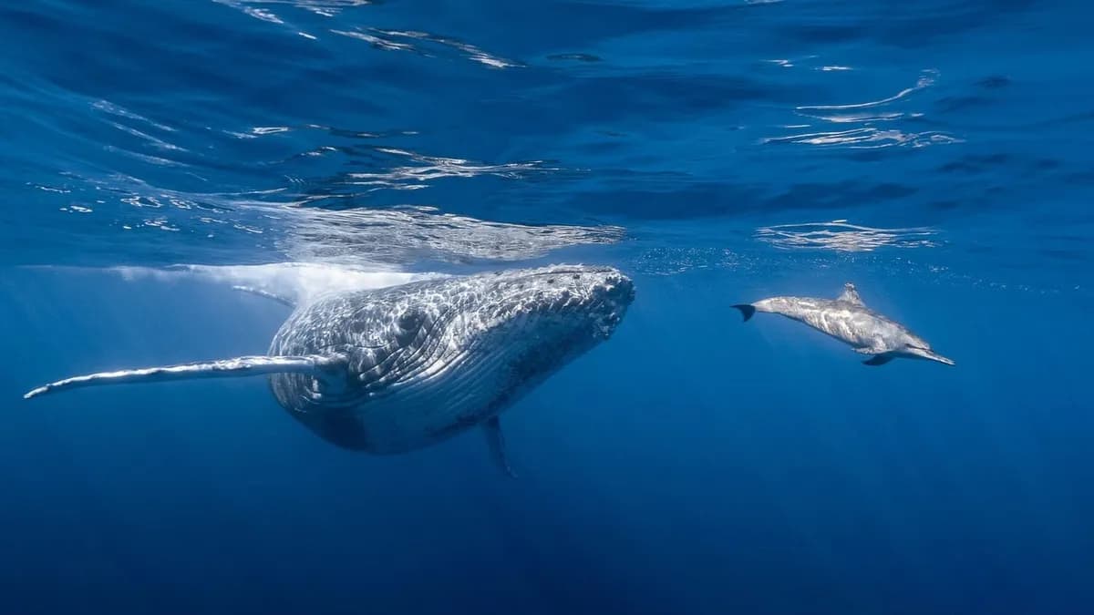Corredores marinos para proteger especies migratorias