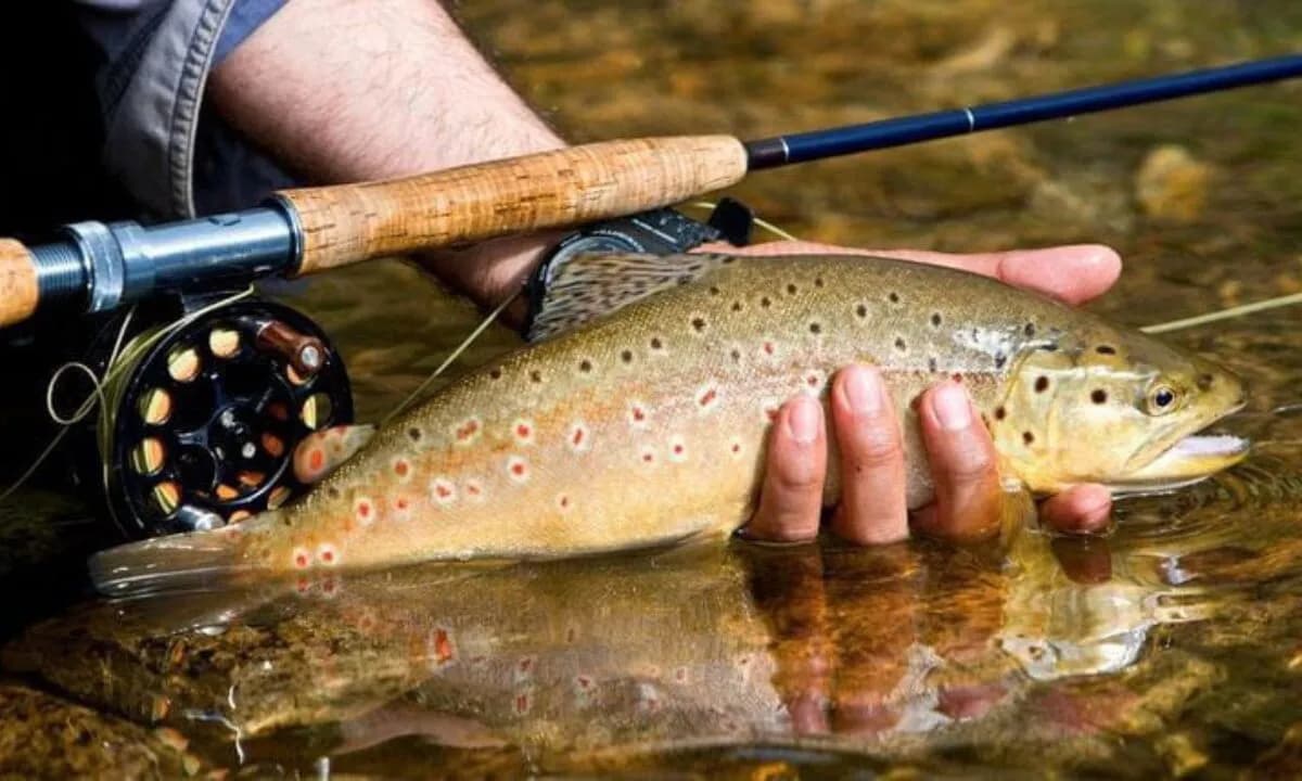 Córdoba inicia la temporada de pesca deportiva de truchas y dorados